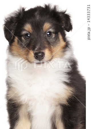 Sheltie puppy portrait on white background Sheltie puppy portrait on white background 14333731