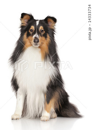 Shetland sheepdog Shetland sheepdog 14333734
