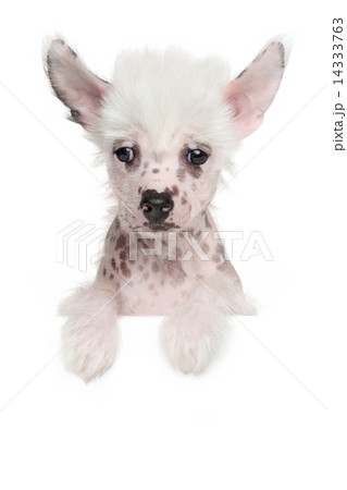 Chinese crested puppy on white banner 14333763