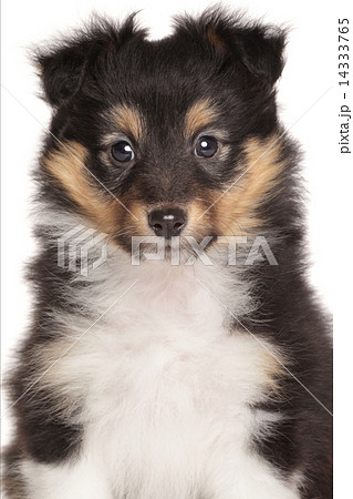 Sheltie puppy on white background Sheltie puppy on white background 14333765