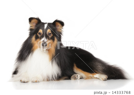 Shetland sheepdog in front of white background Shetland sheepdog in front of white background 14333768