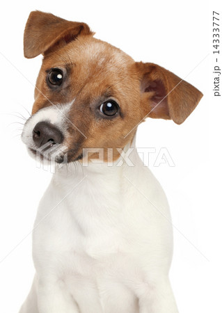 Jack Russell terrier puppy 14333777