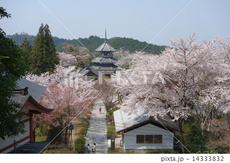 吉野山の桜と蔵王堂から見た吉野行宮 吉野山の桜と蔵王堂から見た吉野行宮 14333832