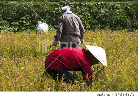 農業ボランティア 農業ボランティア 14334375