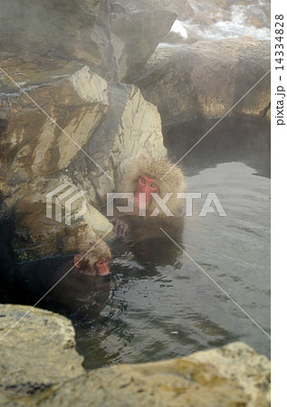 温泉に入る猿の親子 14334828