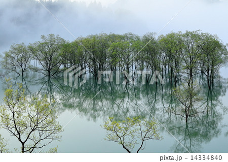 新緑の山形白川湖 14334840