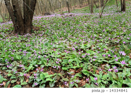カタクリ咲く森 カタクリ咲く森 14334841