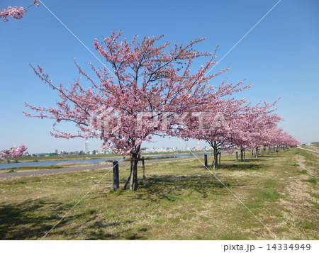 桜 14334949
