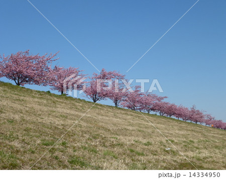 桜 桜 14334950