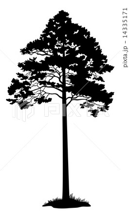 Pine Tree Black Silhouette 14335171