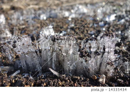 霜柱 霜柱 14335434