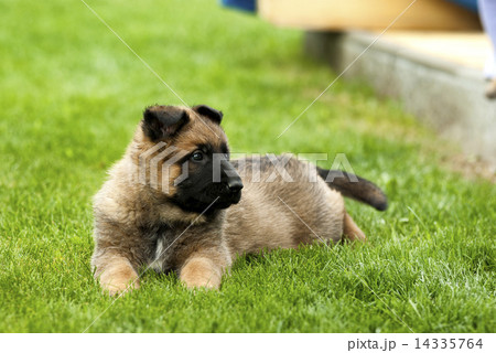 playful puppy dog 14335764