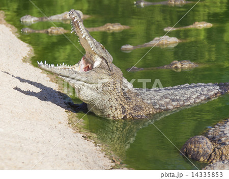 large American crocodile with an open mouth 14335853