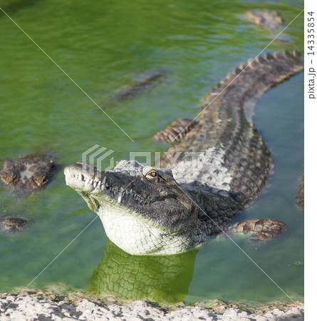 alligator lies in the water 14335854