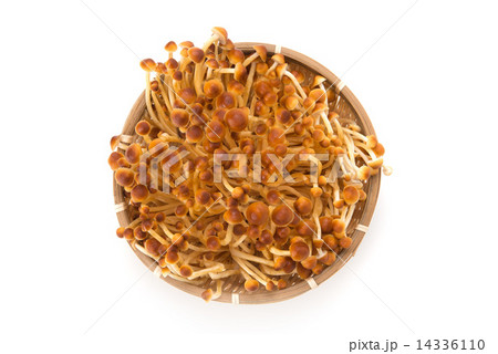 かきの木茸 かきの木茸 14336110