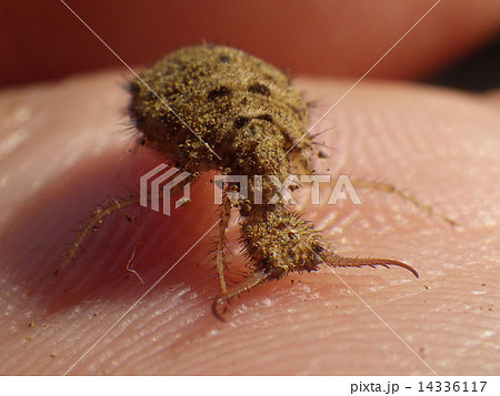 アリジゴク 14336117