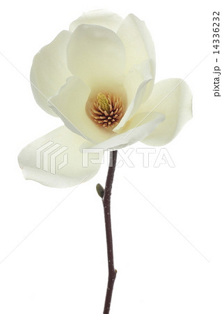 ハクモクレン ハクモクレン 14336232