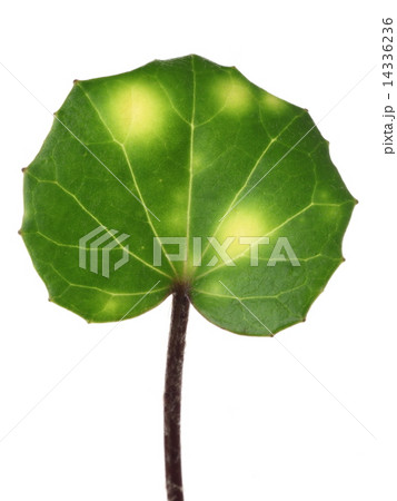 ツワブキ ツワブキ 14336236