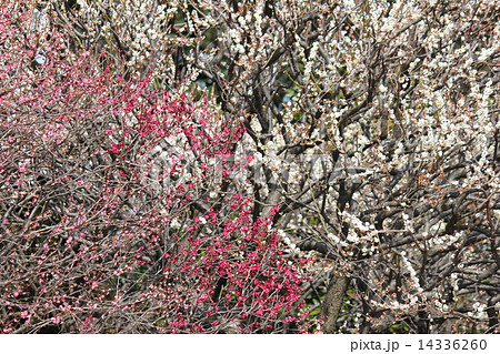 紅白の梅景色 14336260