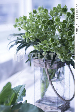 緑色の直物 14336272