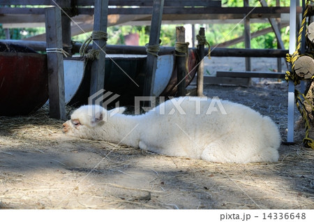 アルパカさん 14336648