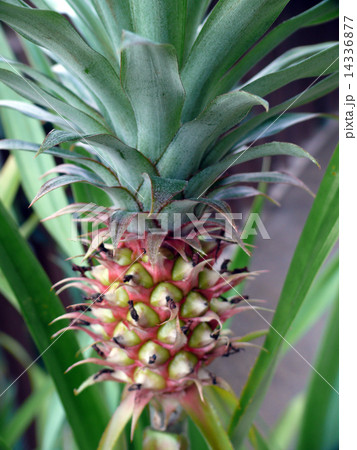 パイナップル 14336877