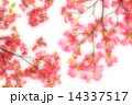 ハナミズキ 14337517