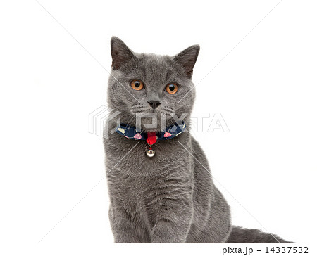 gray cat wearing a collar with bow and jingle isolated on a whit 14337532