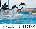一斉にジャンプするイルカ 14337546