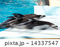 イルカ 14337547
