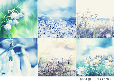 Flowers collage Flowers collage 14337701