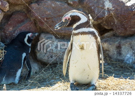 Penguin 14337726