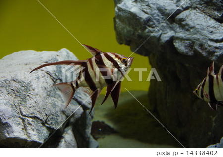 オールドワイフ 14338402