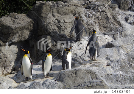 オウサマペンギン 14338404