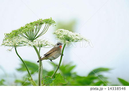 ノゴマ ノゴマ 14338546