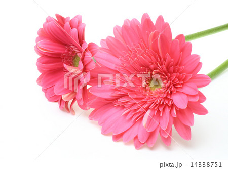 ガーベラ ガーベラ 14338751