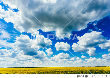 Green Field Blue Sky. Early Summer, Flowering Rapeseed. Oilseed 14338781