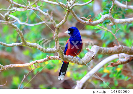 ルリカケス 14339060