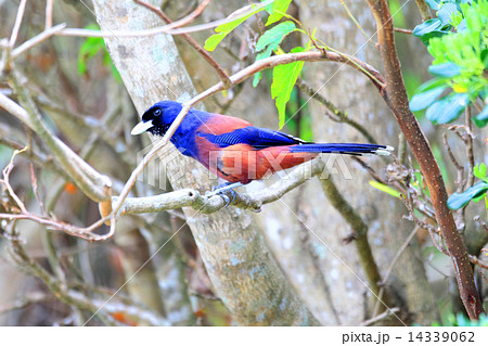 ルリカケス 14339062