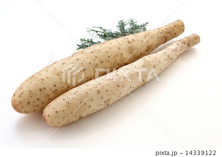 長芋 14339122