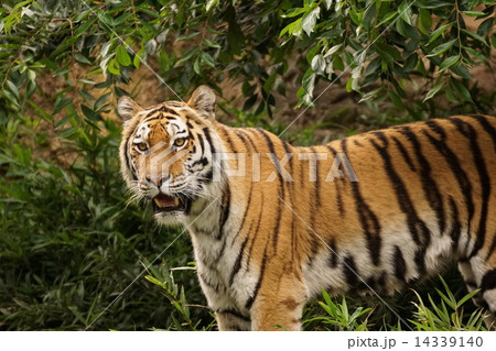 アムールトラ 14339140