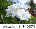 プルメリア 14340674