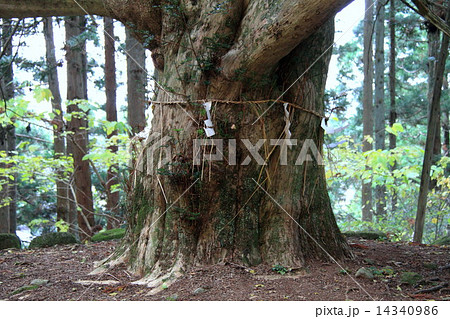 真山神社のご神木 真山神社のご神木 14340986