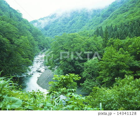小又川渓流 14341128
