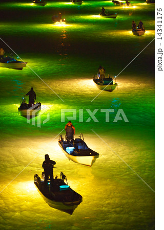 シラスウナギ漁 吉野川 シラスウナギ漁 吉野川 14341176