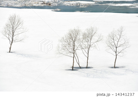 雪原の樹々(秋扇湖) 14341237