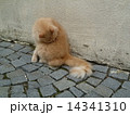 石畳の上で猫が毛づくろい 14341310