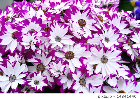 サイネリア 14341440