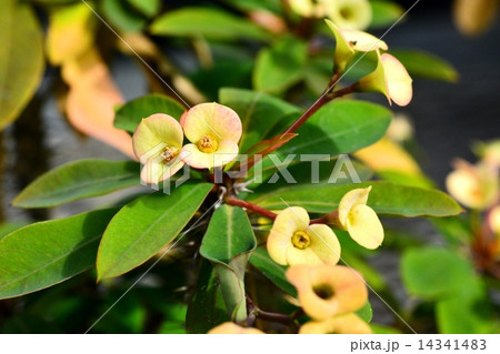 ハナキリン 14341483