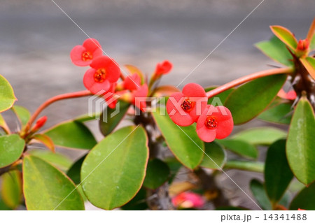 ハナキリン ハナキリン 14341488